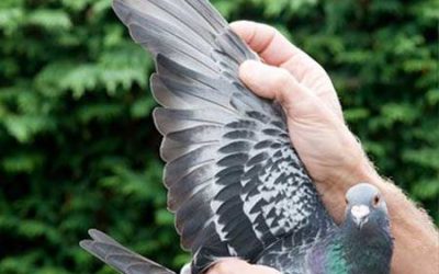 نکاتی برای پرورش کبوتر به زبان ساده